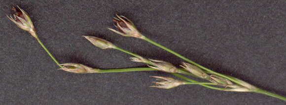 Image of European meadow rush