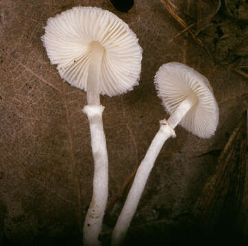 Plancia ëd Leucoagaricus sericifer (Locq.) Vellinga 2000