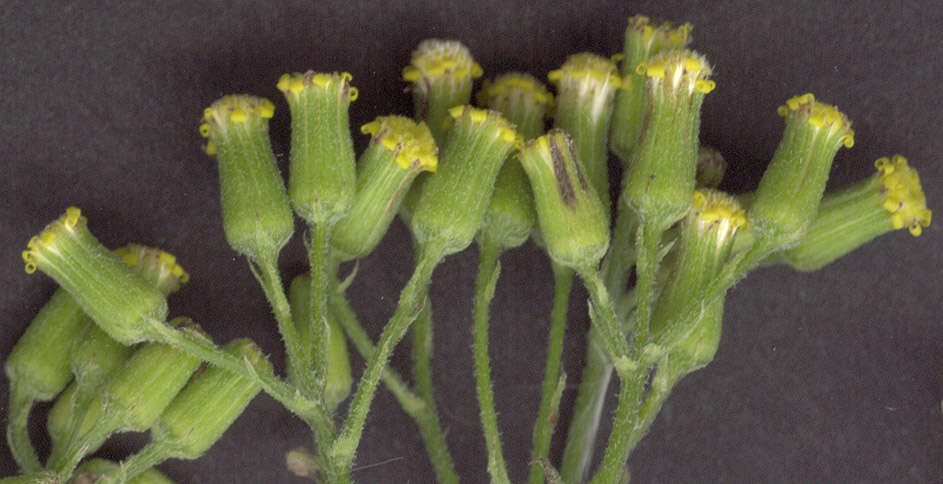 Image of wood groundsel, heather groundsel