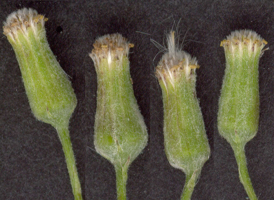 Image of wood groundsel, heather groundsel