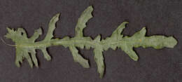 Image of wood groundsel, heather groundsel