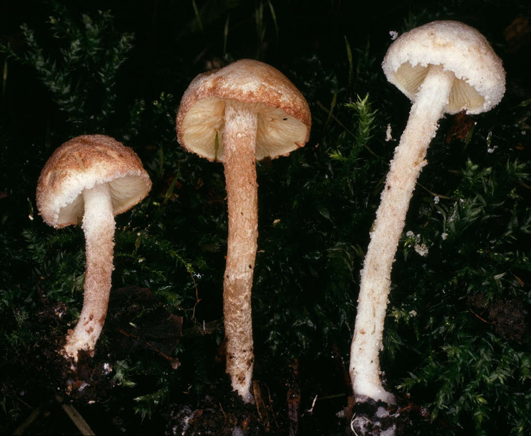 Image of Cystolepiota hetieri (Boud.) Singer 1973