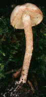 Image of Cystolepiota hetieri (Boud.) Singer 1973