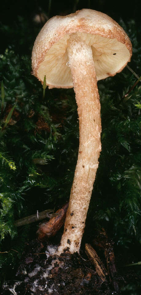 Image of Cystolepiota hetieri (Boud.) Singer 1973