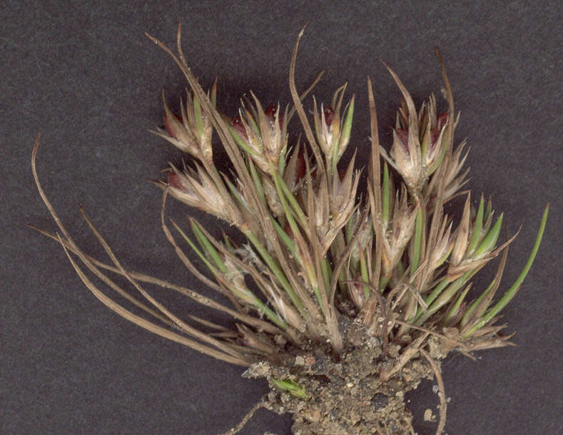 Imagem de Juncus bufonius L.