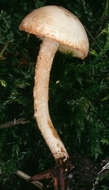 Image of Cystolepiota hetieri (Boud.) Singer 1973