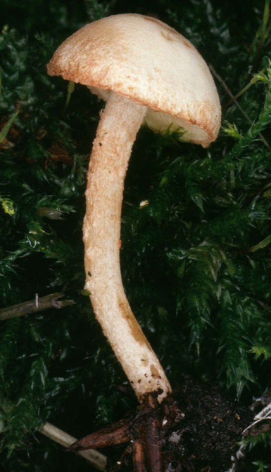 Image of Cystolepiota hetieri (Boud.) Singer 1973