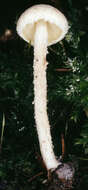 Image of Cystolepiota hetieri (Boud.) Singer 1973