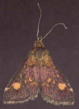 Image of Mint moth