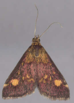 Image of Mint moth