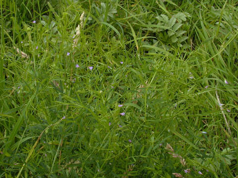 Image of lentil vetch