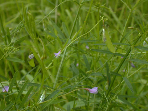 Image of lentil vetch