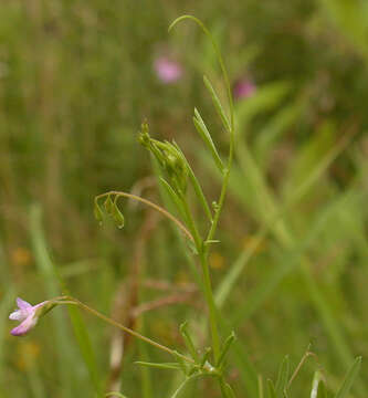 Imagem de Vicia tetrasperma (L.) Schreb.