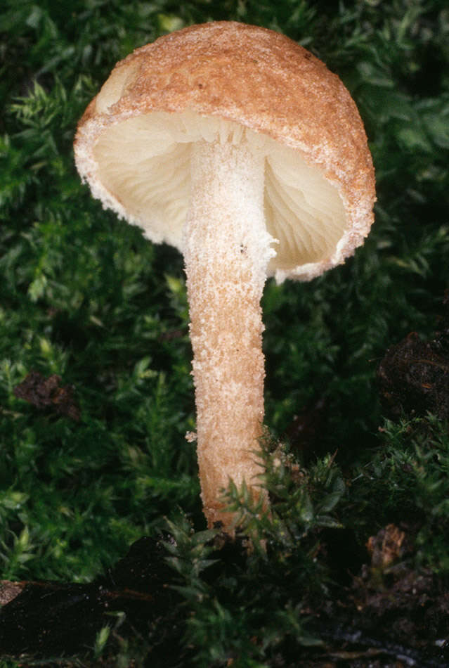 Image of Cystolepiota hetieri (Boud.) Singer 1973