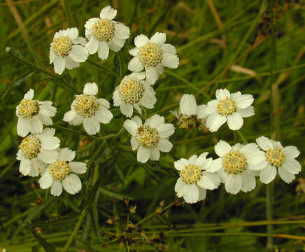 Image of Sneezeweed