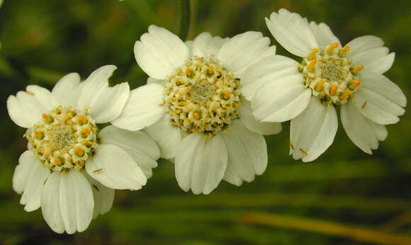 Image of Sneezeweed