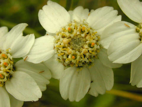 Image of Sneezeweed