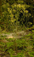 Image of wood groundsel, heather groundsel