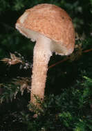 Image of Cystolepiota hetieri (Boud.) Singer 1973