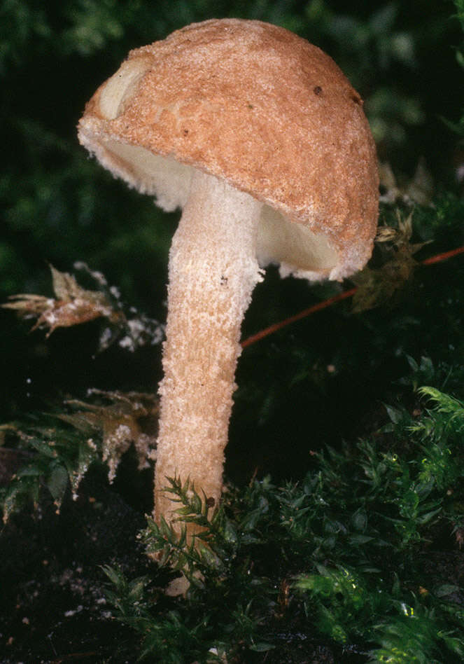 Image of Cystolepiota hetieri (Boud.) Singer 1973