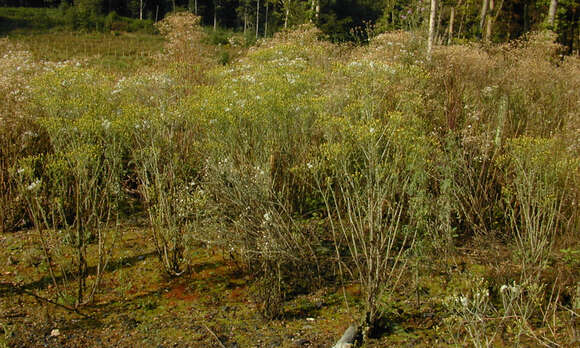 Image of wood groundsel, heather groundsel