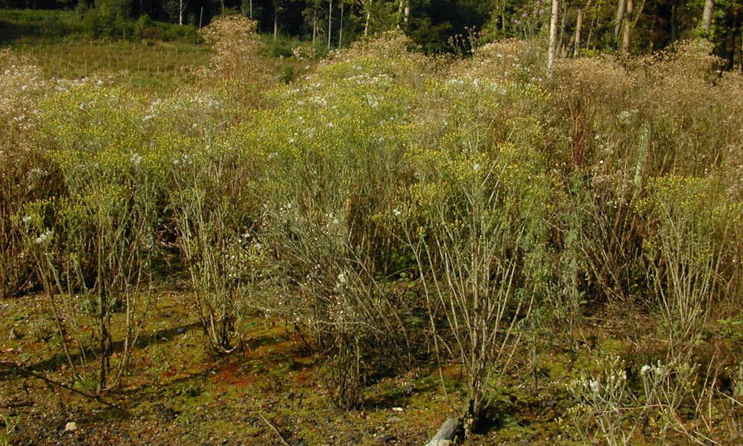Image of wood groundsel, heather groundsel