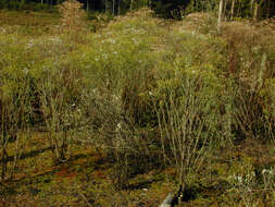 Image of wood groundsel, heather groundsel