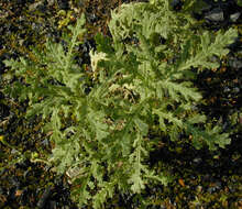 Image of wood groundsel, heather groundsel