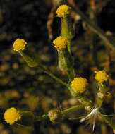 Image of wood groundsel, heather groundsel