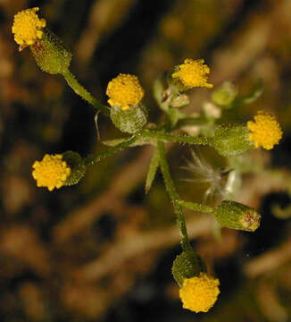 Image of wood groundsel, heather groundsel