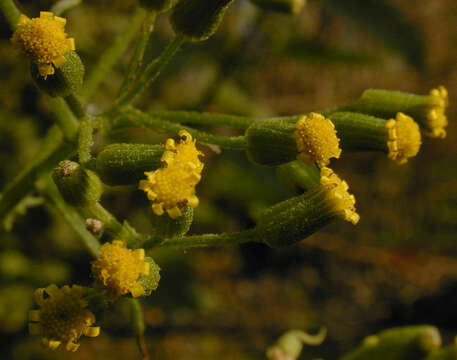 Image of wood groundsel, heather groundsel