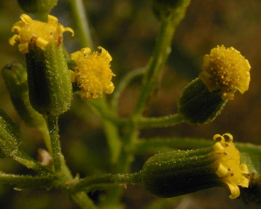 Image of wood groundsel, heather groundsel