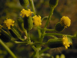 Image of wood groundsel, heather groundsel