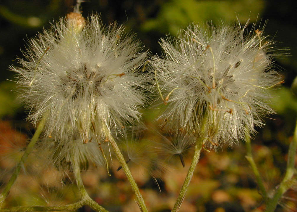 Image of wood groundsel, heather groundsel