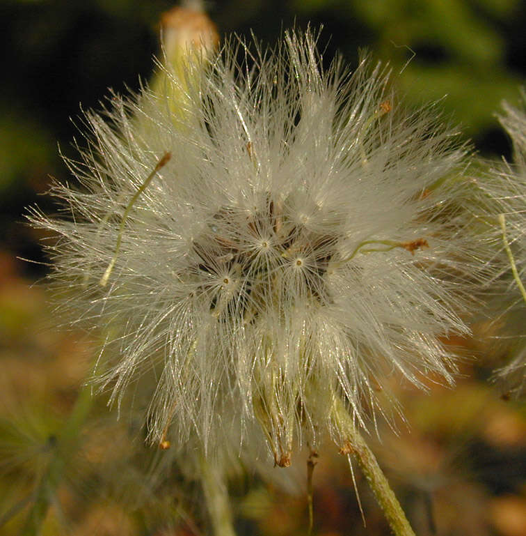 Image of wood groundsel, heather groundsel