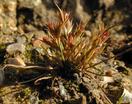 Imagem de Juncus bufonius L.