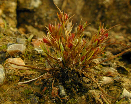 Imagem de Juncus bufonius L.