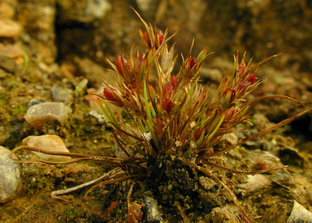 Imagem de Juncus bufonius L.