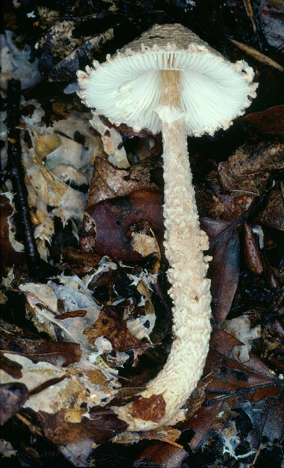 Image de Lépiote à spores ventrues