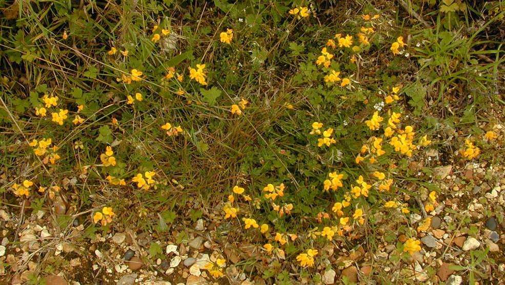 Imagem de Lotus corniculatus L.