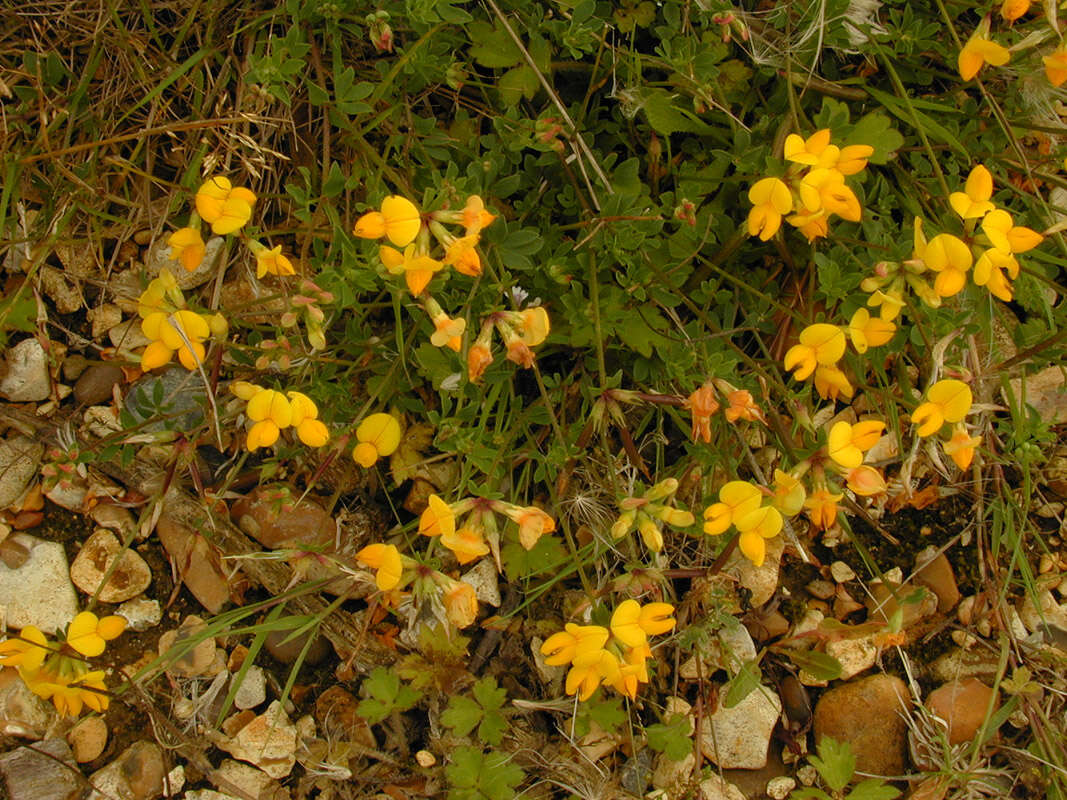 Imagem de Lotus corniculatus L.