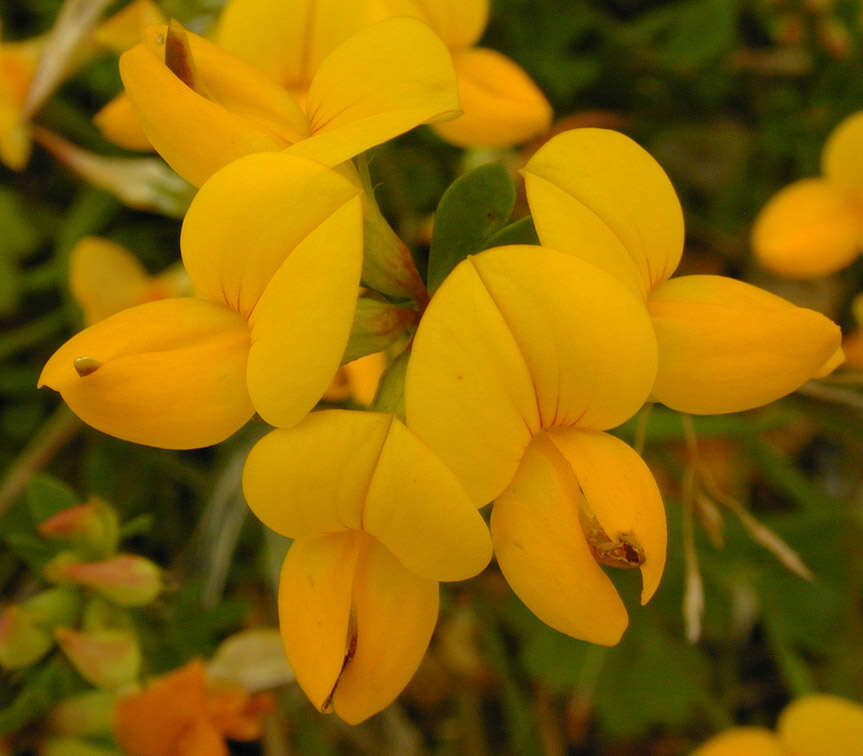 Imagem de Lotus corniculatus L.