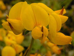 Imagem de Lotus corniculatus L.