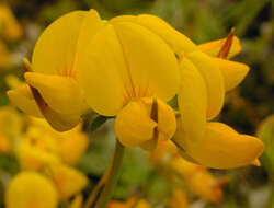 Imagem de Lotus corniculatus L.