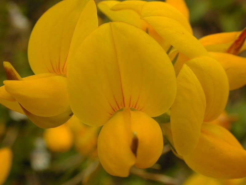 Imagem de Lotus corniculatus L.