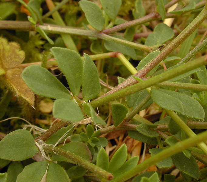 Imagem de Lotus corniculatus L.