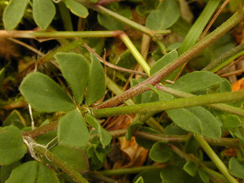 Imagem de Lotus corniculatus L.