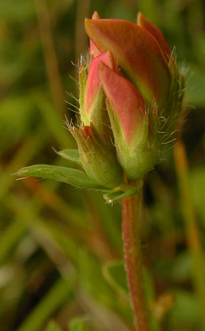 Imagem de Lotus corniculatus L.