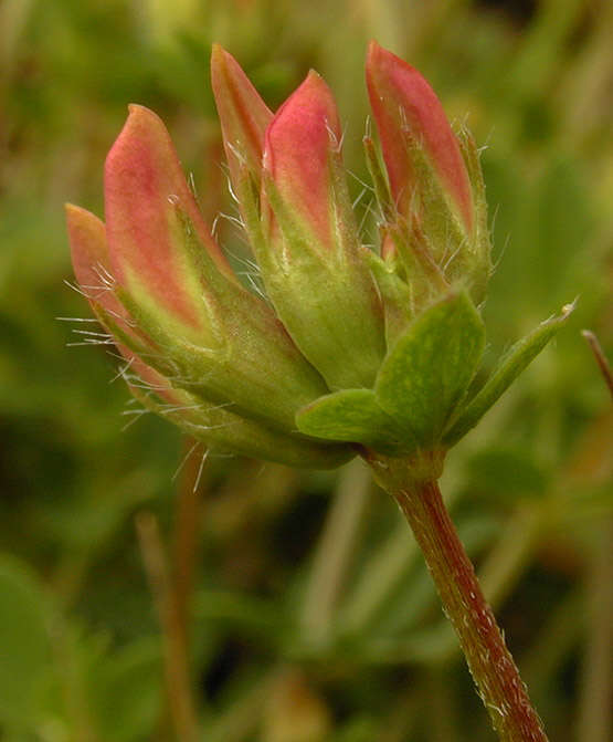 Image de lotier corniculé