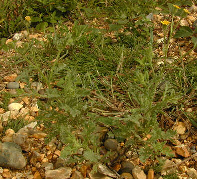 Image of sticky groundsel